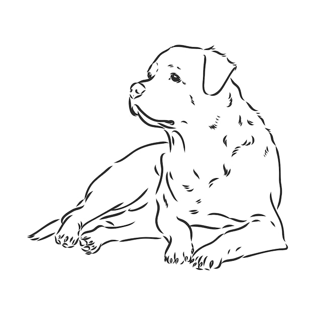 Desenho à mão de vetor de rottweiler.