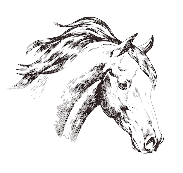 Desenho à mão livre de cabeça de cavalo