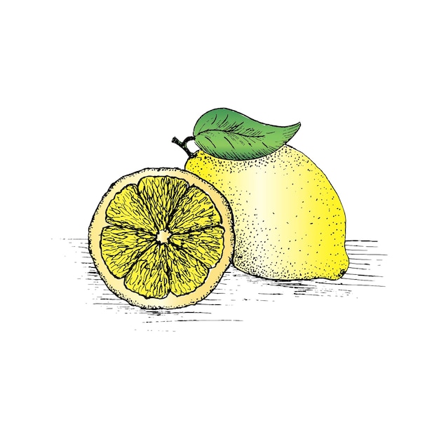 Desenho amarelo-limão. mão-extraídas fatias de limão, ilustração vetorial no fundo branco.