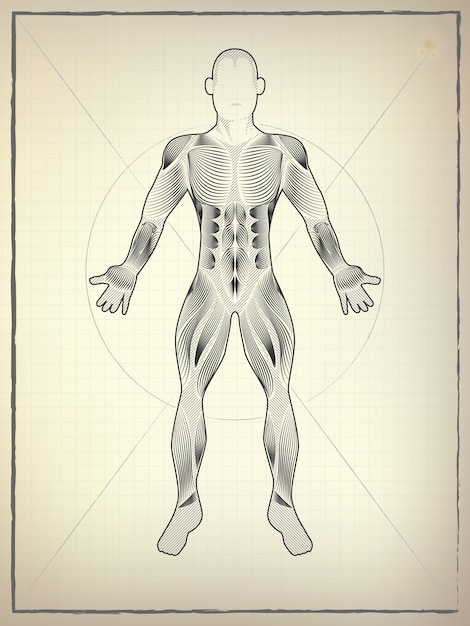 Vetor desenho anatomia