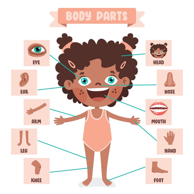 Vetor desenho animado de partes do corpo humano