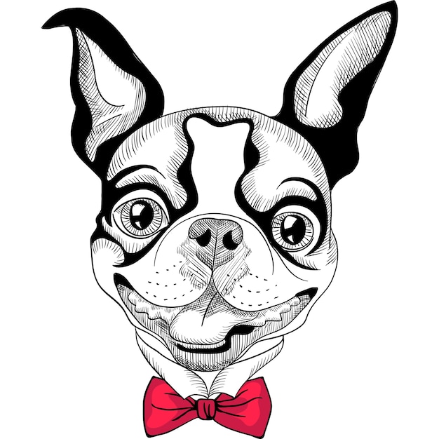 Desenho animado hipster da raça boston terrier sorrindo