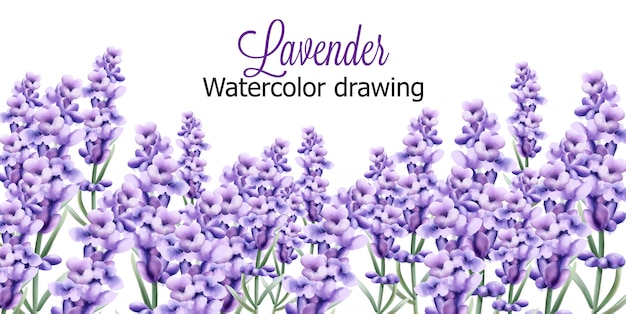 Desenho aquarela de lavanda