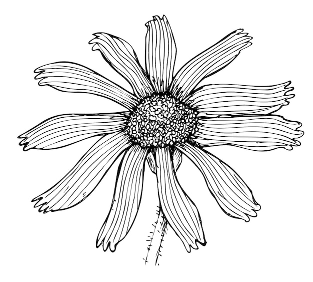 Desenho botânico de contorno da montanha de arnica