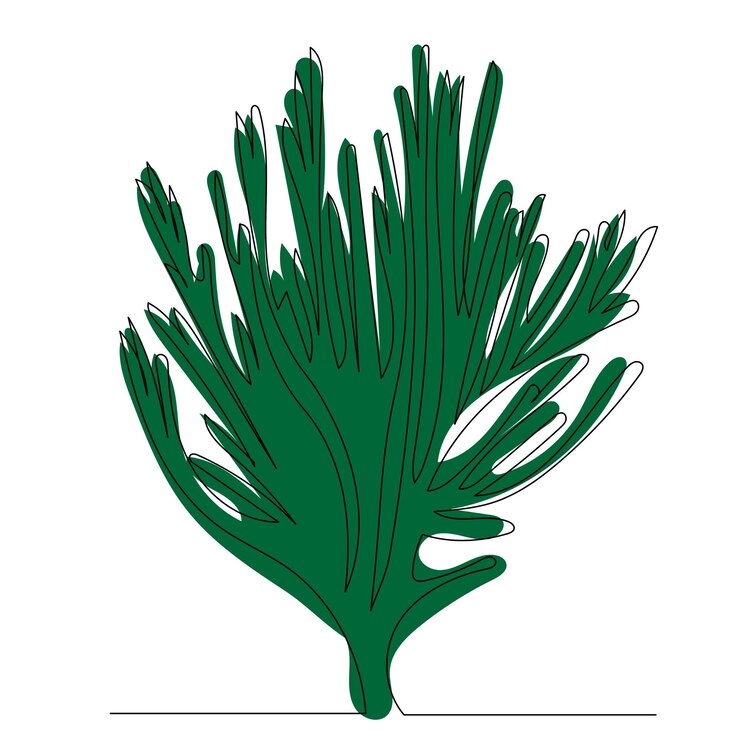 Vetor desenho de algas marinhas por um vetor de linha contínua