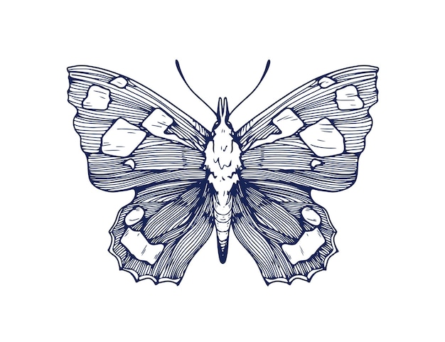 Vetor desenho de borboleta vintage esboçado detalhado gravado libythea celtis esboço de contorno de inseto de mariposa em estilo antigo retrô desenhado à mão ilustração gráfica vetorial isolada em fundo branco