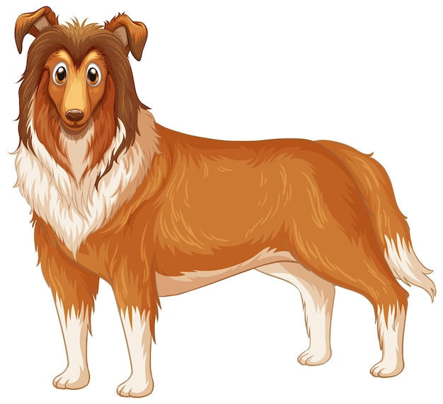 Desenho de cachorro Rough Collie em fundo branco