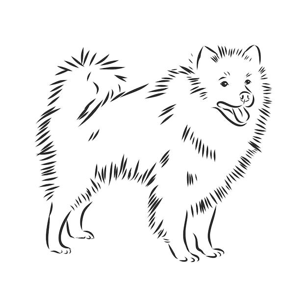 Desenho de cachorro wolfspitz, ilustração vetorial de contorno de cachorro doméstico