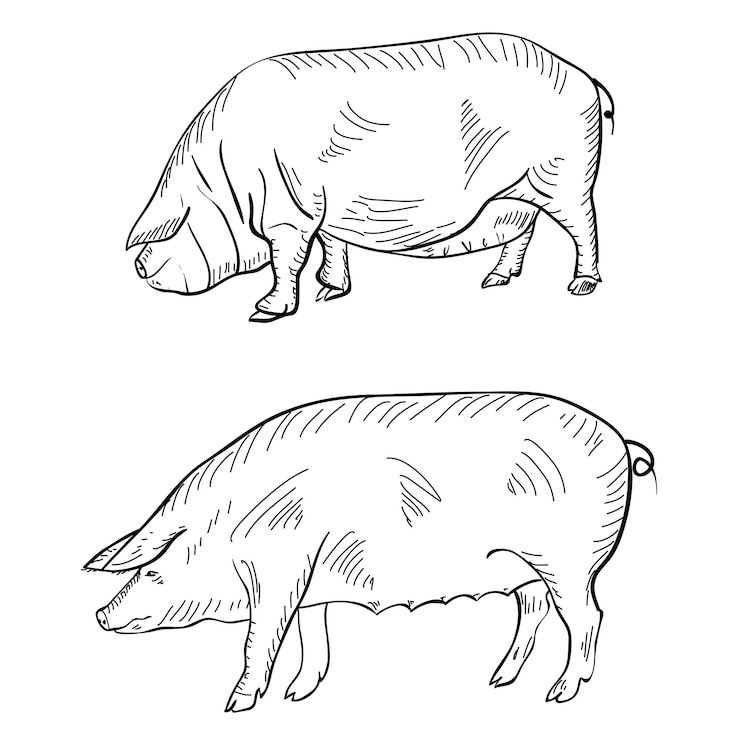 Vetor desenho de caneta representando um porco