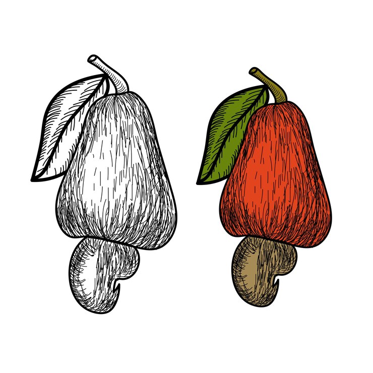 Vetor desenho de castanha de caju para colorir