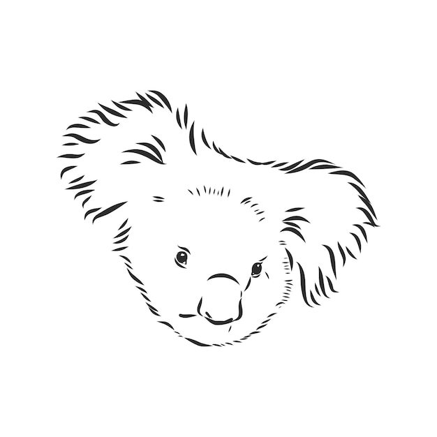 Desenho de coala à mão. ilustração vetorial, desenho de desenho vetorial koala