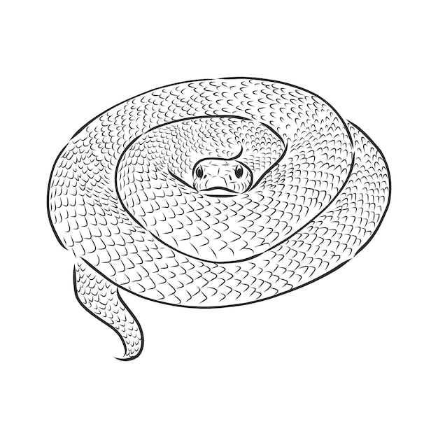 Desenho de cobra, cobra, desenho vetorial, ilustração animal selvagem