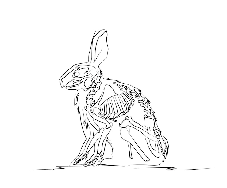 Vetor desenho de coelho com órgãos internos