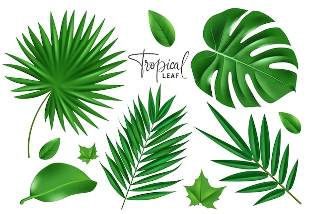 Desenho de conjuntos vetoriais de folhas tropicais de verão folhas tropical de verão e elementos de primavera como monstera