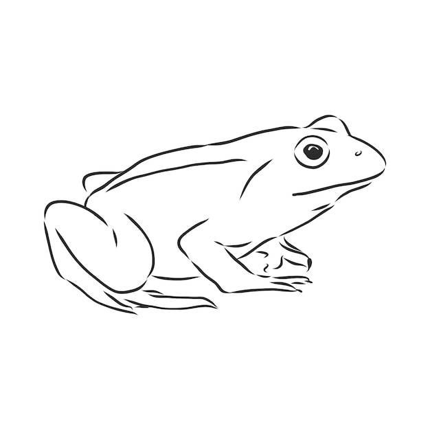 Desenho de contorno de um sapo isolado no branco, ilustração de esboço vetorial de sapo