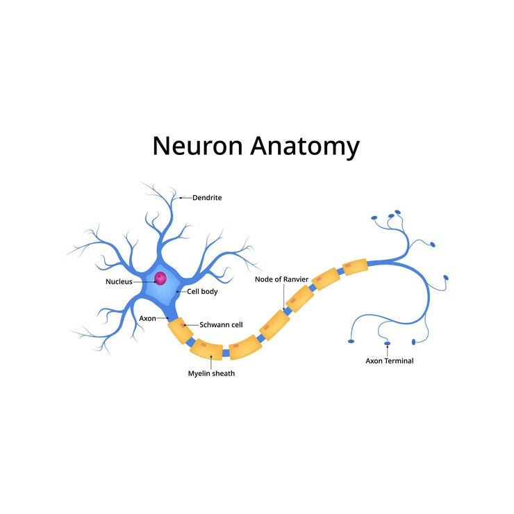 Vetor desenho de diagrama de anatomia neuronal ilustração vetorial