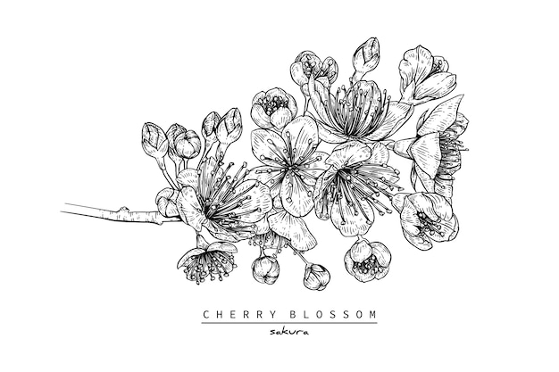 Desenho de flor de cerejeira