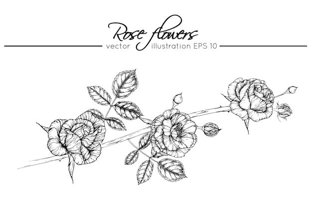 Desenho de flores rosas