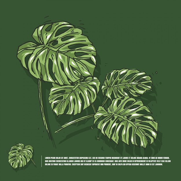 Desenho de folha Monstera