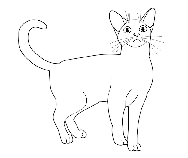 Desenho de gato no fundo branco