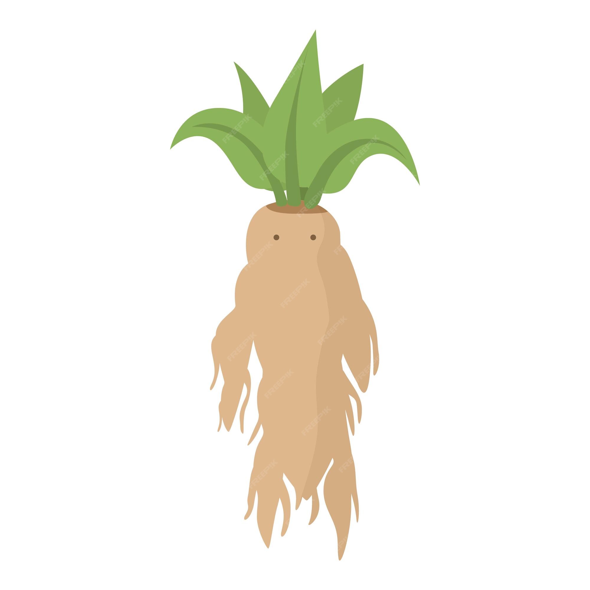 Mandrake personagem ícone desenho animado vetor raiz mágica folha de erva