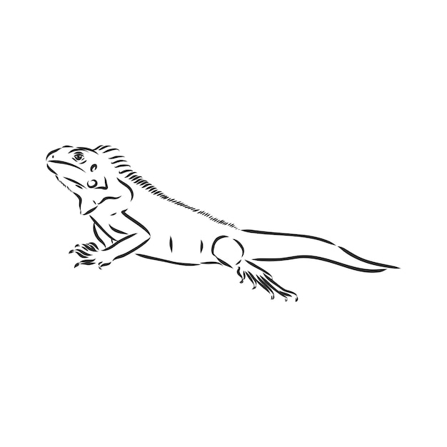 Desenho de iguana. Ilustração desenhada mão convertida em vetor. ilustração de desenho vetorial iguana