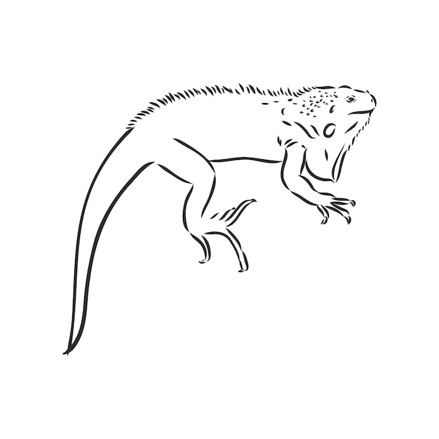 Desenho de iguana. Ilustração desenhada mão convertida em vetor. ilustração de desenho vetorial iguana