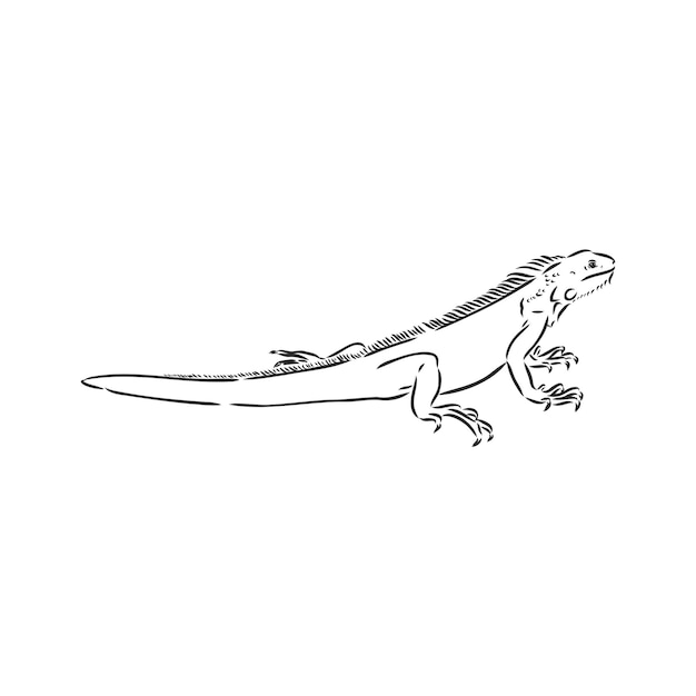 Desenho de iguana. Ilustração desenhada mão convertida em vetor. ilustração de desenho vetorial iguana