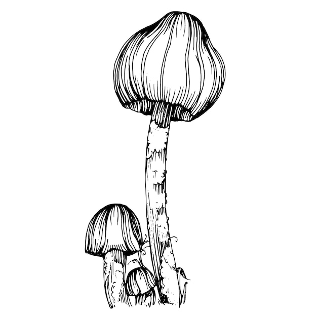 Desenho de ilustração de cogumelo