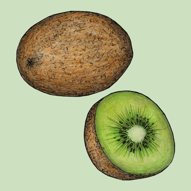 desenho de ilustração vetorial de Kiwi Fruit desenhado à mão