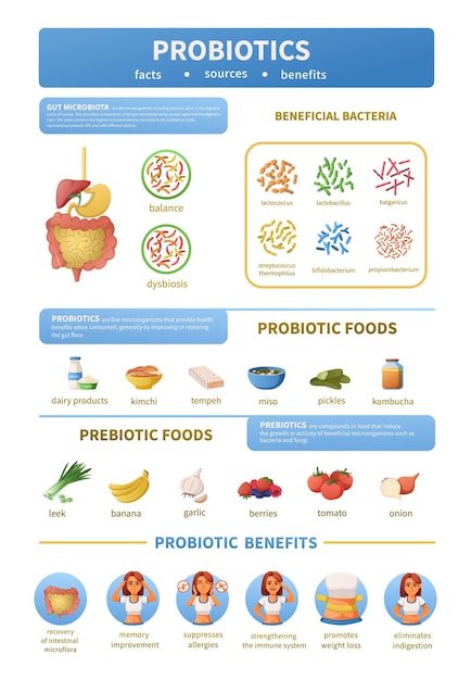 Desenho de infográficos de probióticos com ícones categorizados de alimentos prebióticos e benefícios com bactérias e ilustração vetorial de texto