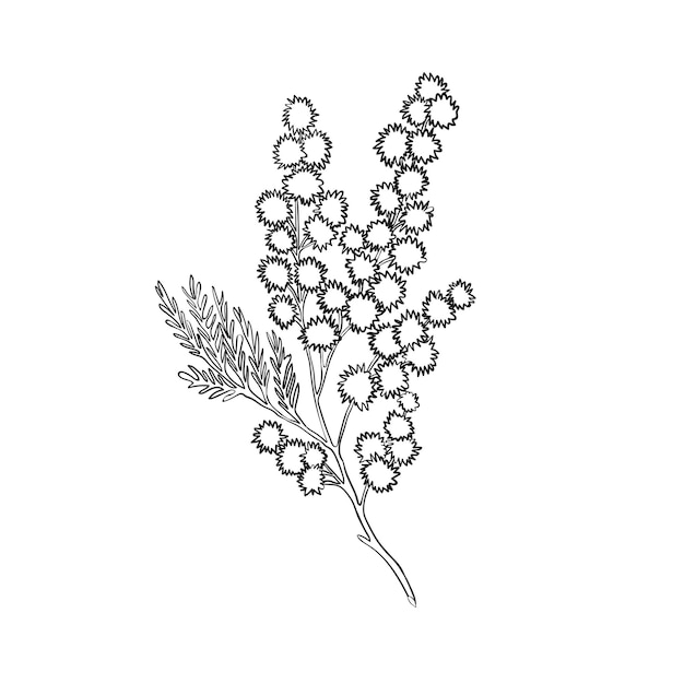 Desenho de linha vetorial da ilustração vetorial de mimosa botânica de acácia prateada esboço preto e branco