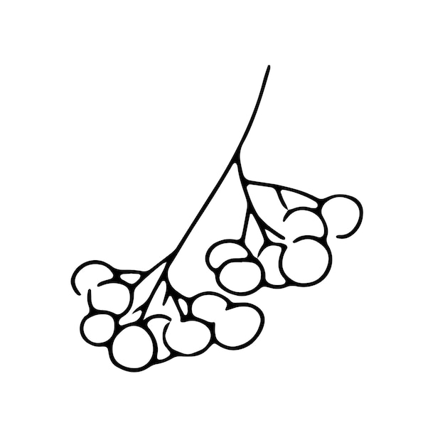 Desenho de mão de ilustração simples linear preto de sorveira isolado no fundo branco