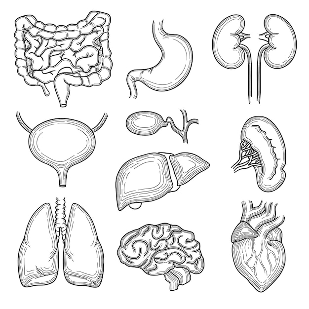 Desenho de órgãos humanos. cérebro, rim, coração, estômago, anatomia, corpo, partes, mão, desenhado, conjunto. ilustração de órgão interno, estômago e coração, cérebro e fígado