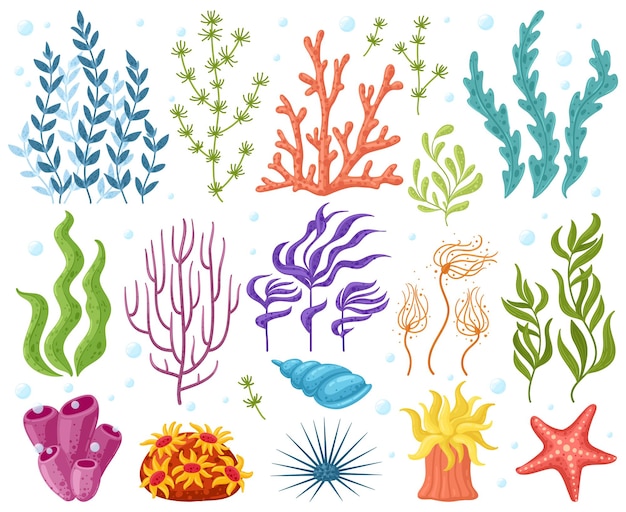 Vetor desenho de plantas oceânicas isoladas em branco
