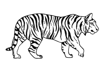 Como Desenhar Uma Ilustração Vetorial Tigre Desenhe Tigre Fácil Passo  imagem vetorial de NutkinsJ© 444607566