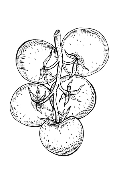 Desenho de tomate ilustração em vetor vintagetomato linha desenhada à mão desenho vegetal ícone gravado