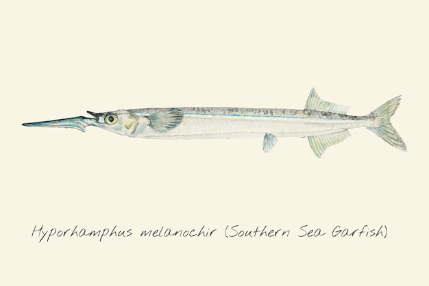 Desenho de um garfish do mar do sul