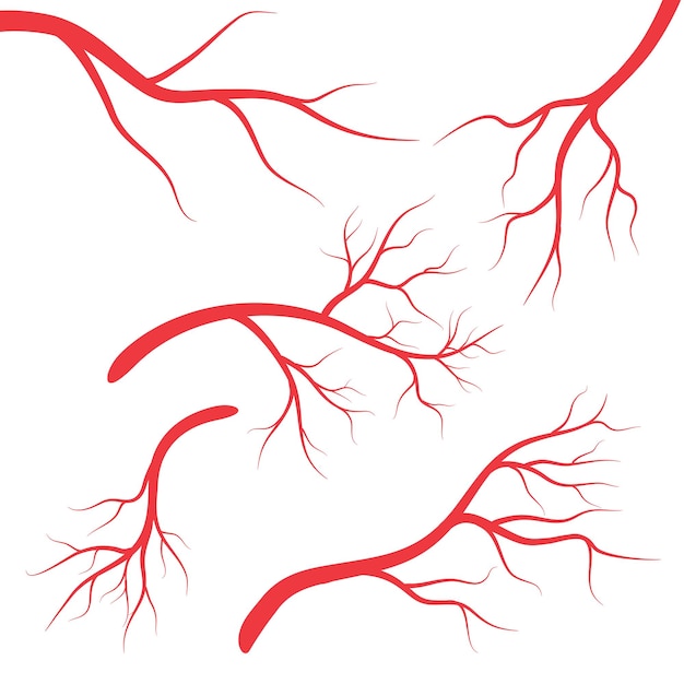 Desenho de vasos sanguíneos vermelhos de veias humanas em fundo branco ilustração vetorial