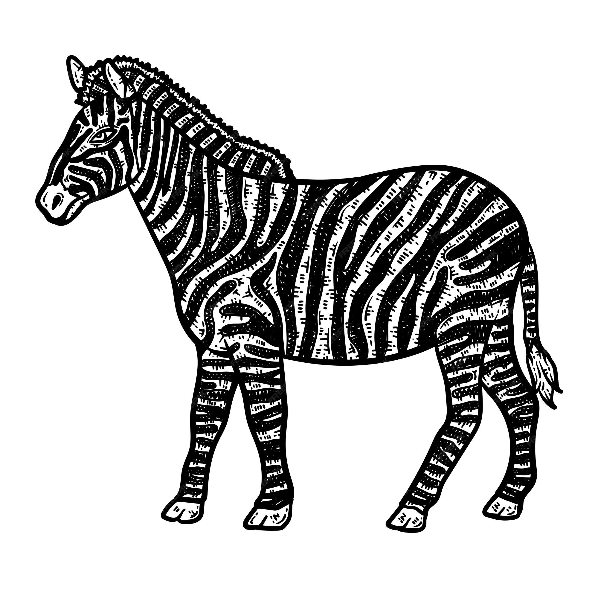 Desenho De Zebra Bola Fogo Para Colorir Esboço Vetor PNG , Desenho De Fogo,  Desenho De Asa, Desenho De Zebra Imagem PNG e Vetor Para Download Gratuito