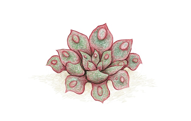 Desenho desenhado à mão de echeveria raindrop succulent