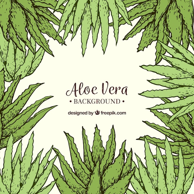 Desenho desenhado de aloe vera