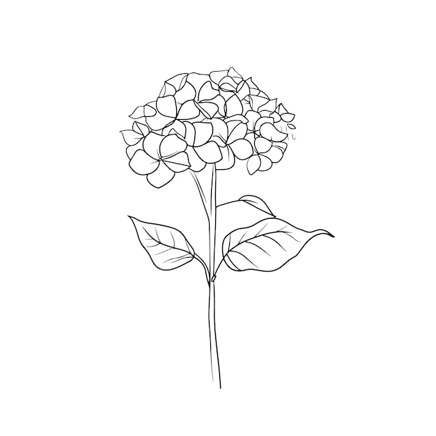 Vetor desenho elegante de uma flor de hortênsia para convites e cartões