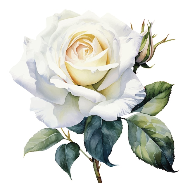 desenho em aquarela ilustração de flor rosa branca em estilo realismo vintage