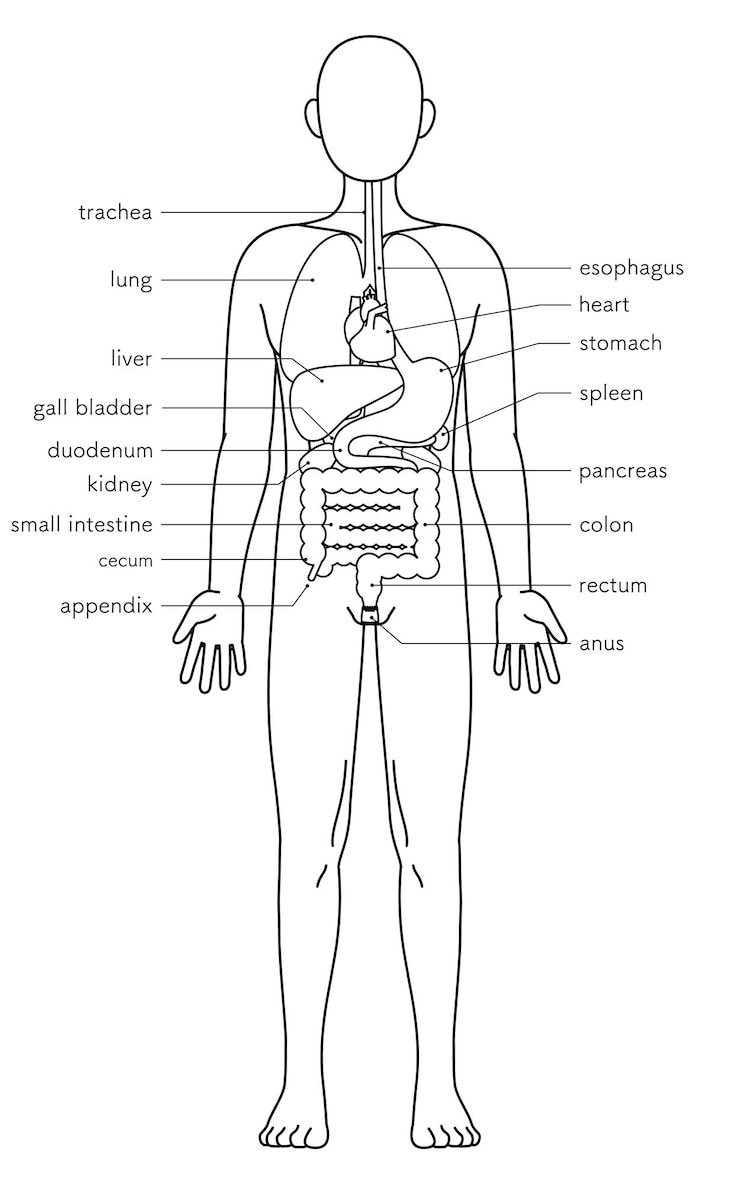 Vetor desenho estrutural do corpo humano ilustração dos órgãos internos desenho de linha de vísceras