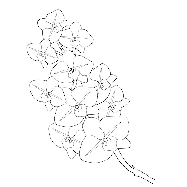 Desenho fácil da flor da orquídea, páginas da coloração da ilustração do vetor para crianças isoladas no branco.