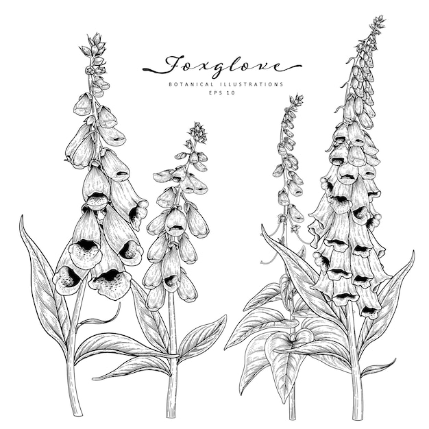 Desenho floral conjunto decorativo. Desenhos de flor dedaleira. Preto e branco com linha arte isolada. Ilustrações botânicas de mão desenhada.