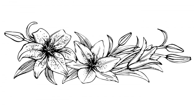 Desenho floral lírios florescendo. mão ilustrações desenhadas de flor de lírio. quadro de lírio preto e branco monocromático bonito