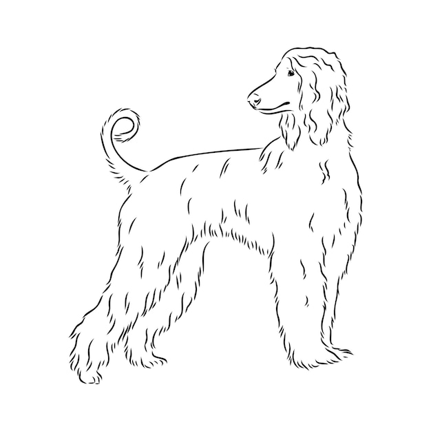 Desenho gráfico preto e branco do galgo afegão de um cão