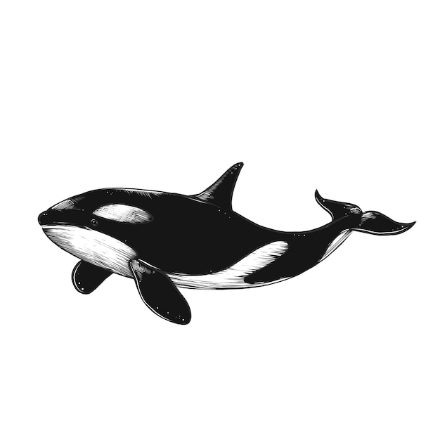 Desenho isolado gravura ilustração de baleia